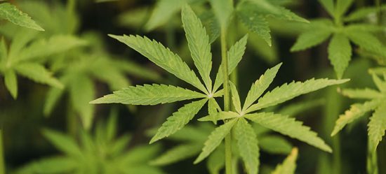 Cannabispreparat på recept ökar stort