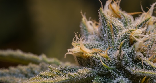 Höga »numbers needed to harm« gör cannabinoider relevanta vid smärta