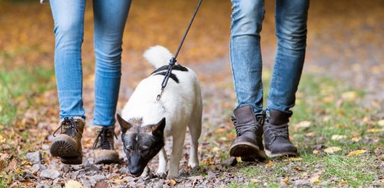 Frågor om husdjur kan förbättra den preventiva vården