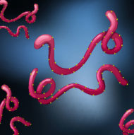 Misstänkt fall av ebola i Malmö