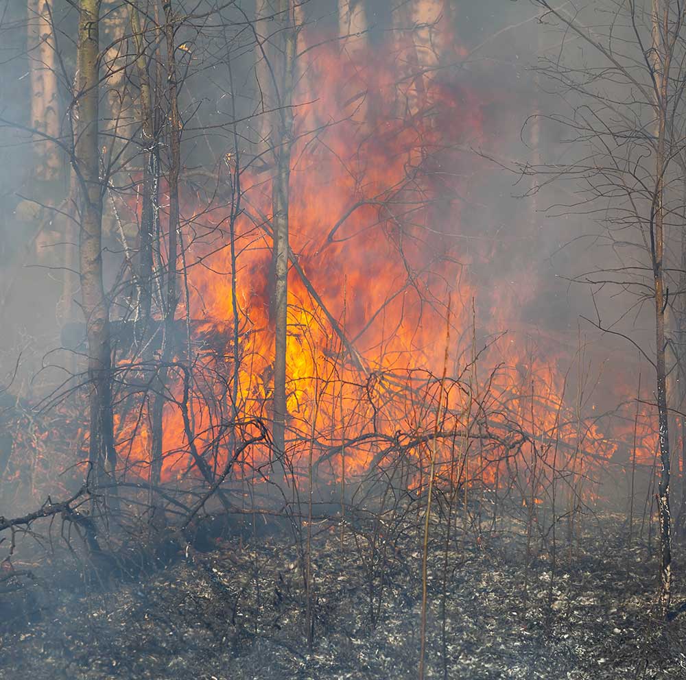 Почему после пожаров. Гарь лес. Лесные пожары Томск. Пожар в лесу зимой. Местность после пожара в лесу.