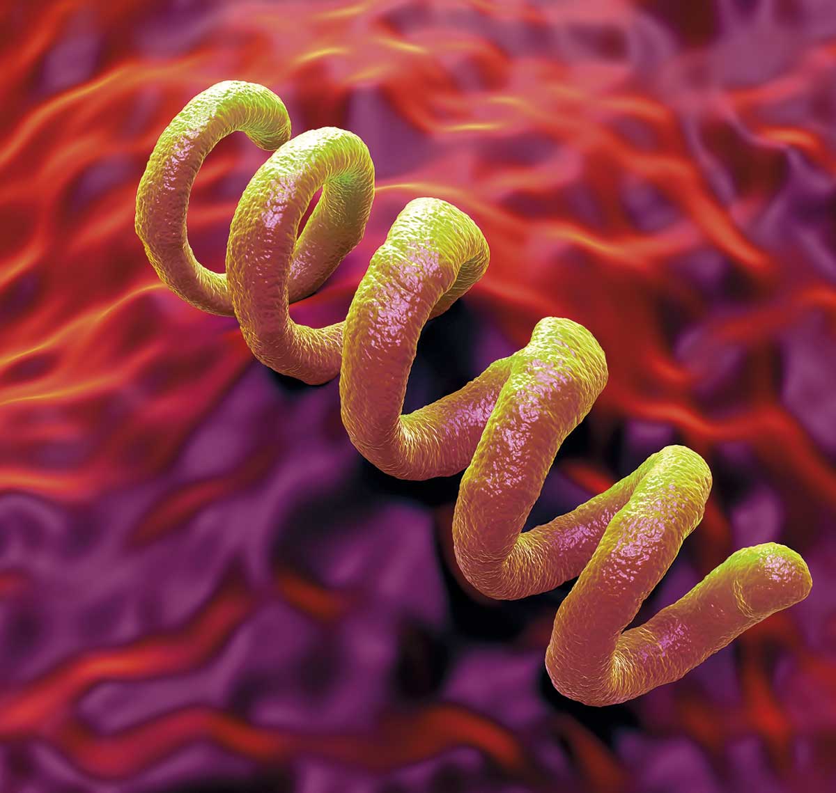Bakterien som orsakar syfilis är en spiroket, namnet kommer från den spiralliknande formen.